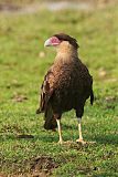 Southern Caracara